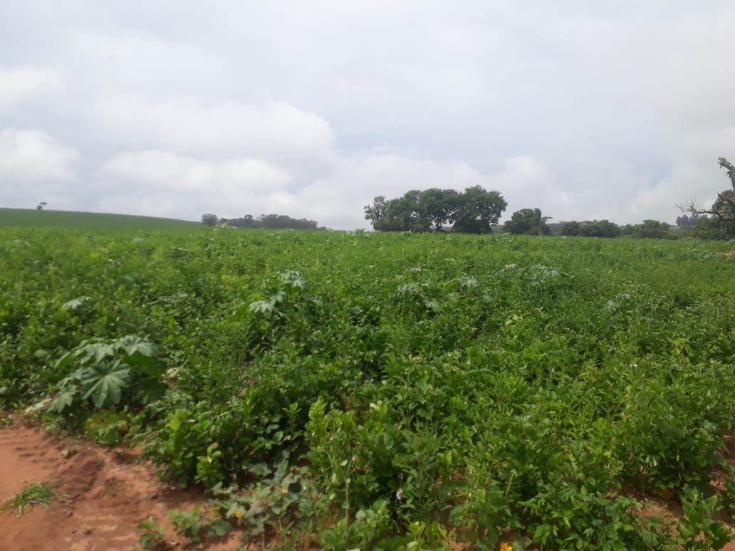 UA - Fazenda Santa Maria - Área 01, Guarantã/SP